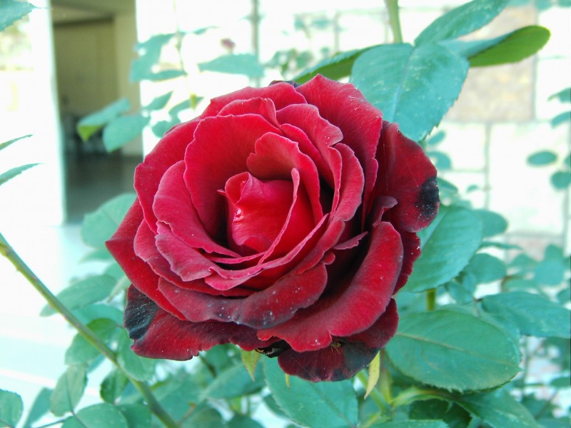 Dark Red Rose PIC00013