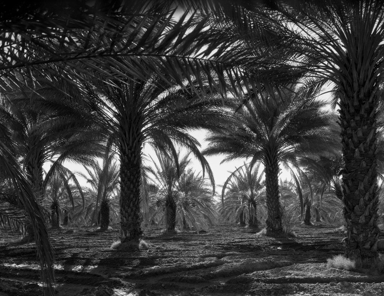 Date palms, Coachella Valley, California fsa8b31673a