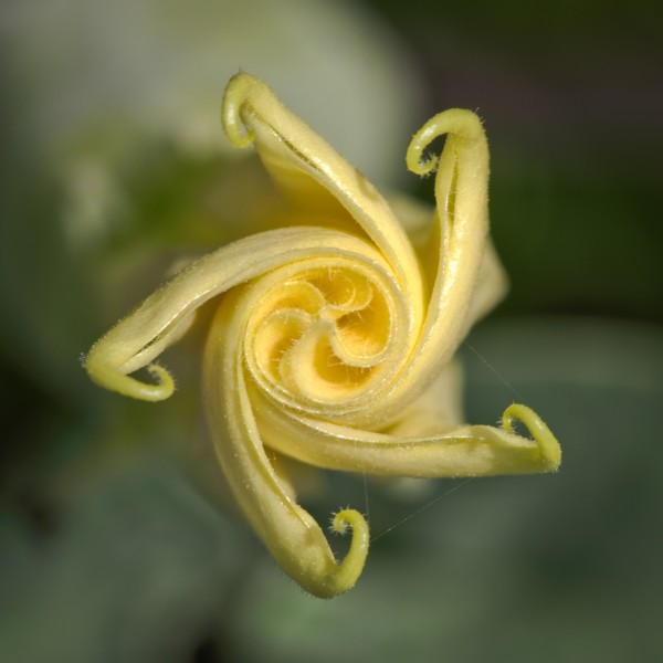 Datura innoxia - immature flower