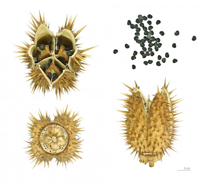 Datura stramonium MHNT.BOT.2004.0.263a