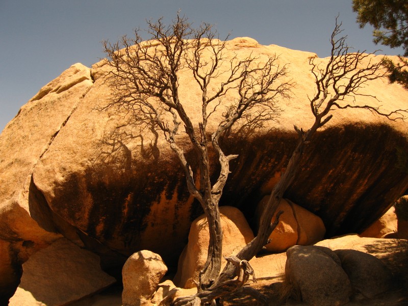Dead oak tree; Barker Dam Trail