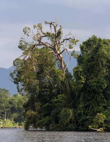 Dead tree at Situ Lengkong, Ciamis 2017-03-11