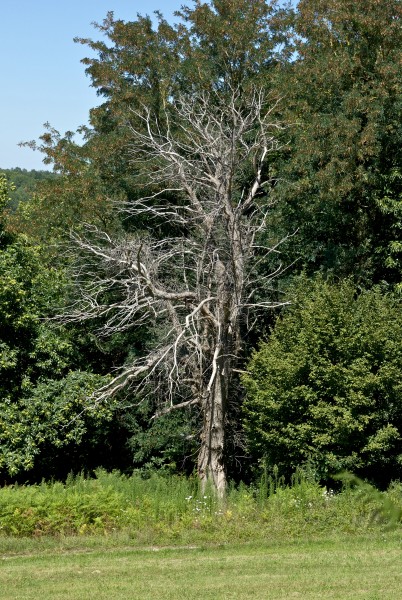 Dead tree dordogne
