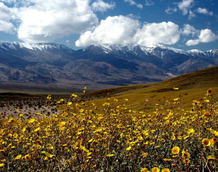 Death Valley Gerea canescens