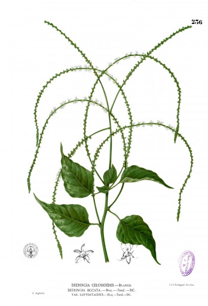 Deeringia amaranthoides Blanco2.236