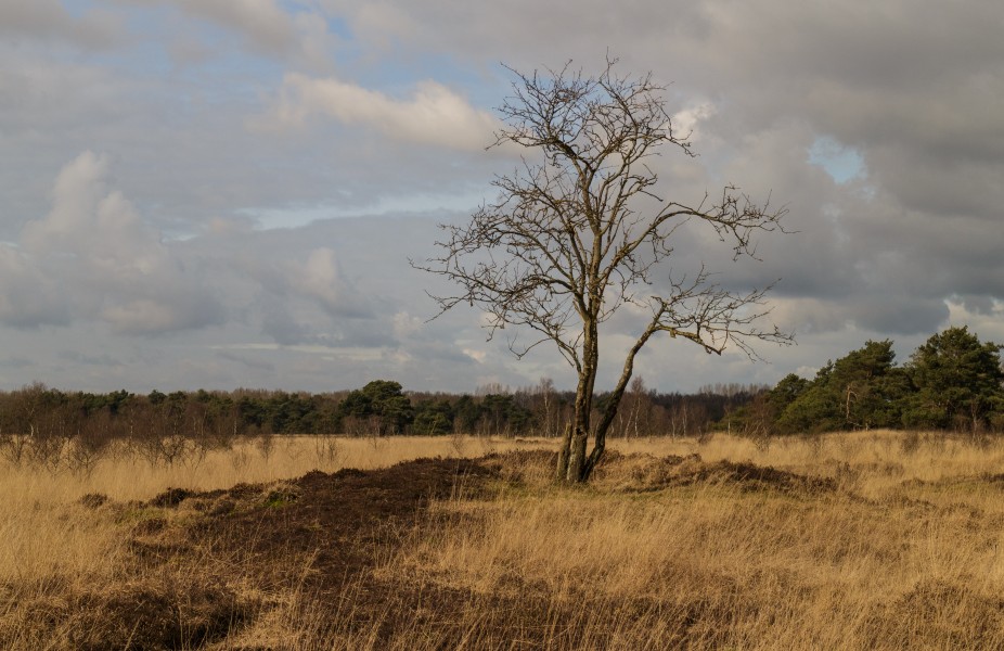 Delleboersterheide – Catspoele Natuurgebied van It Fryske Gea. Omgeving van het heideveld 025