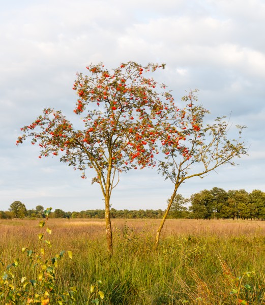 Delleboersterheide – Catspoele Natuurgebied van It Fryske Gea. Wandeling over de Delleboersterheide 14