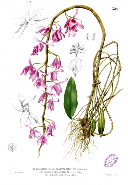 Dendrobium anosmum Blanco2.389