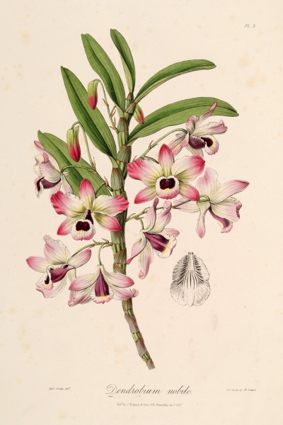 Dendrobium nobile - Sertum - Lindley pl. 3 (1838)