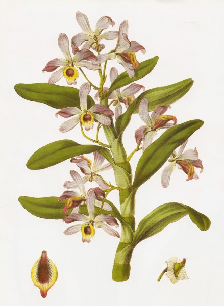 Dendrobium nobile RHS