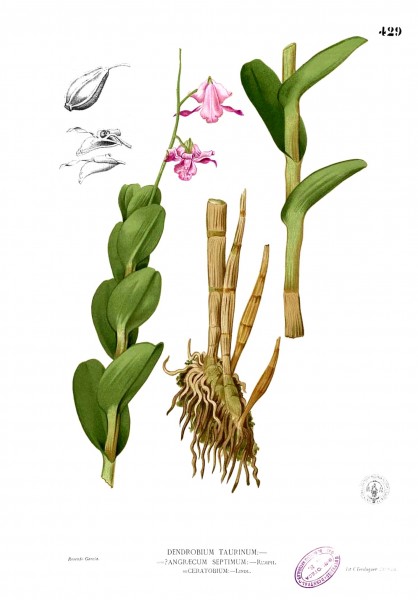 Dendrobium taurinum Blanco2.429