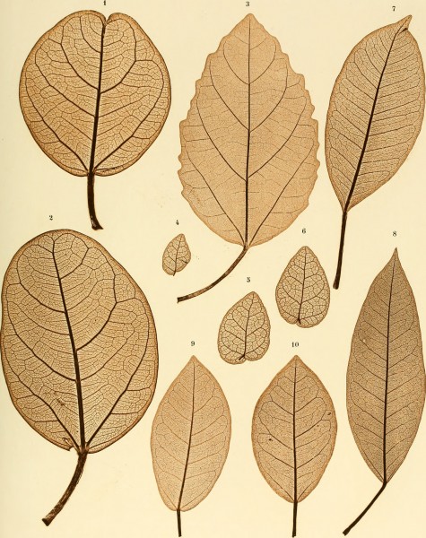 Denkschriften der Kaiserlichen Akademie der Wissenschaften - Mathematisch-Naturwissenschaftliche Classe (1858) (20665373299)