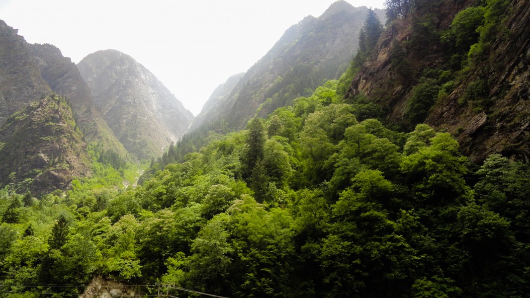 Dense forest in himalayas