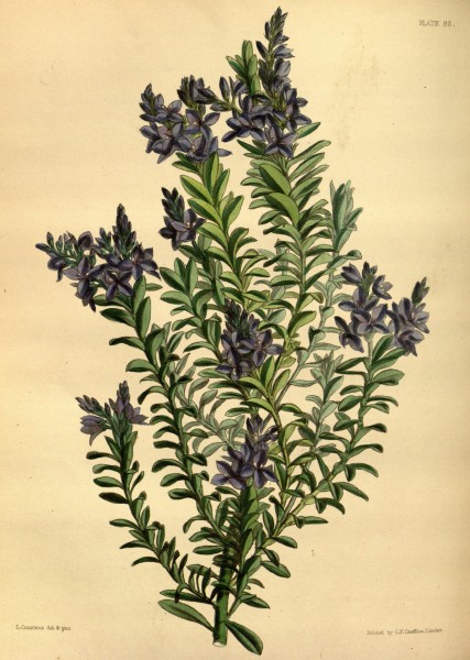 Derwentia formosa Paxton 095