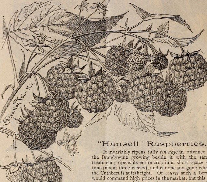 Descriptive catalogue of grape vines and small fruits (1886) (20252426564)