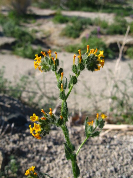 Desert fiddleneck (Amsinckia tessellata); Pinto Basin