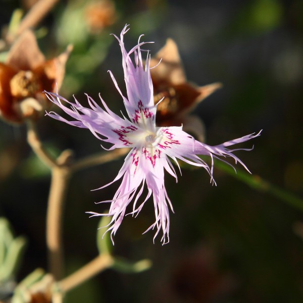 Dianthus broteri subsp. valentinus 04