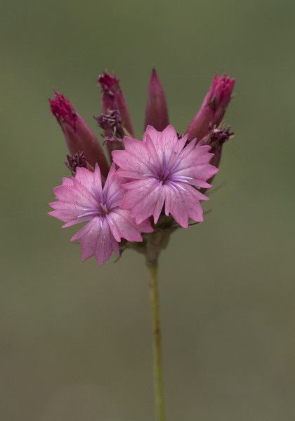 Dianthus calocephalus - Güzel karanfil 09