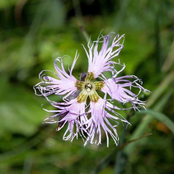 Dianthus superbus Auernig 01