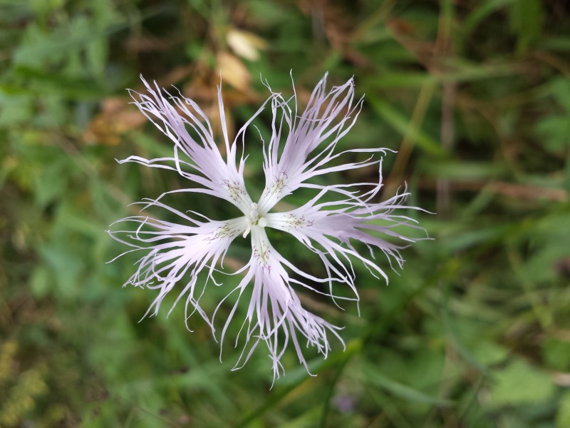 Dianthus superbus subsp. superbus sl18