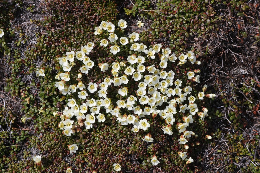 Diapensia lapponica s6