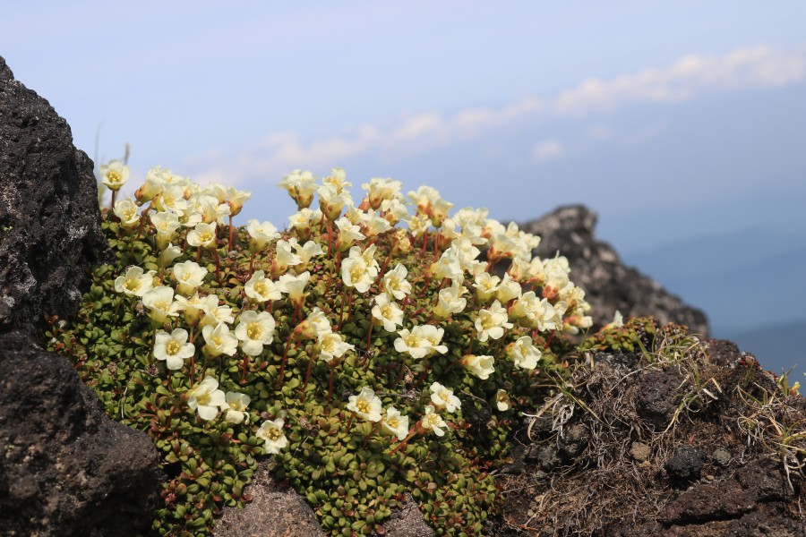 Diapensia lapponica s7