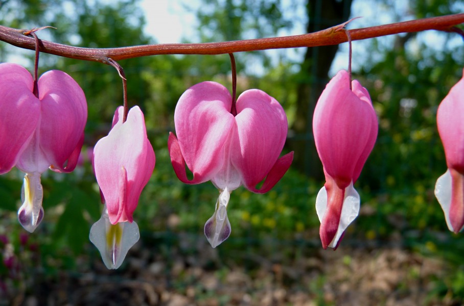 Dicentra spectabilis J1