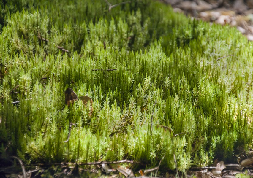 Dicranum speirophyllum (14869594732)