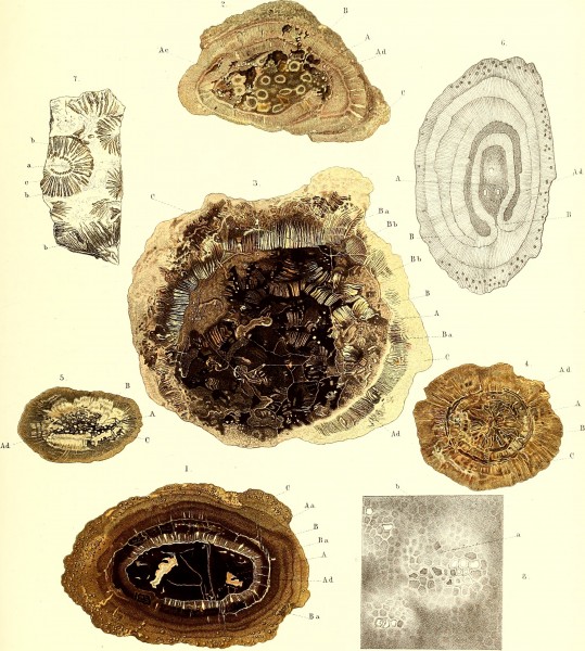 Die fossile Flora der Permischen Formation (1864) (20728272840)