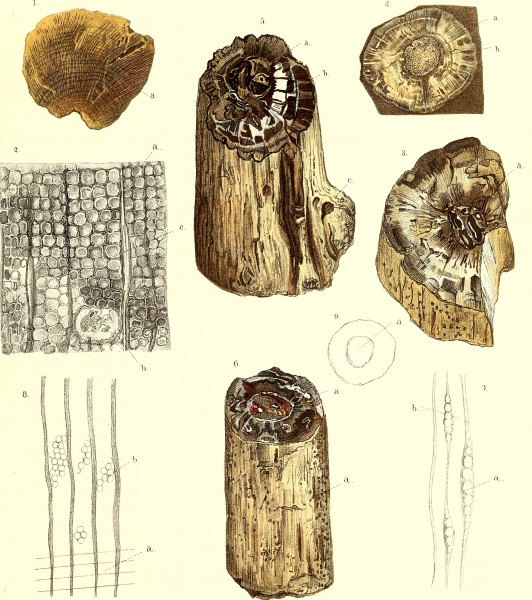Die fossile Flora der Permischen Formation (1864) (20728290720)