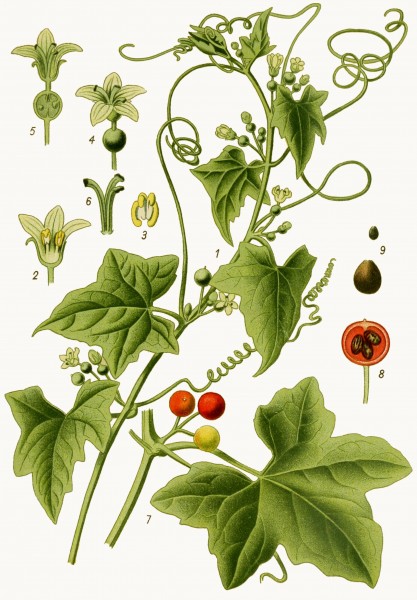 Die Giftpflanzen Deutschlands (1910) (20916768552)