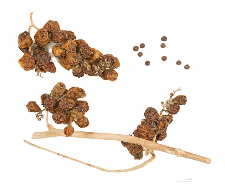 Dioscorea communis MHNT.BOT.2004.0.790