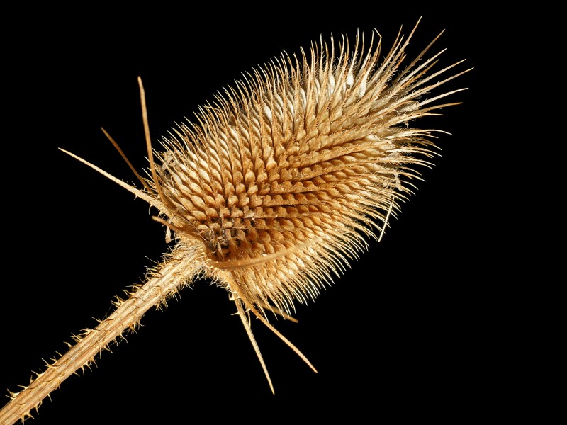 Dipsacus laciniatus L