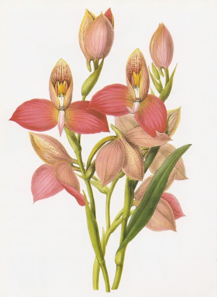 Disa grandiflora RHS