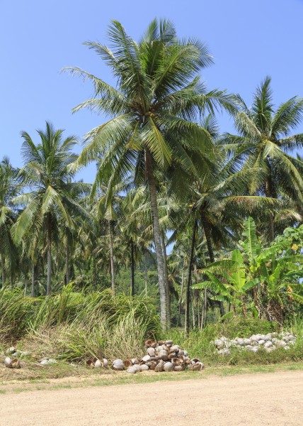 District-Kudat Sabah Coconut-trees-at-the-road-to-Kg-Loro-Kecil-01