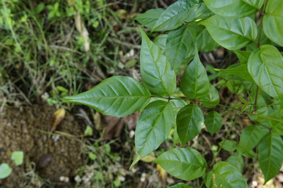 Dolichandrone spathacea 9378