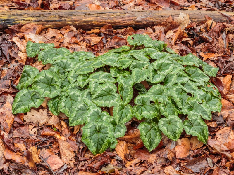 Doorweekt blad van Cyclamen hederifolium na langdurige motregen