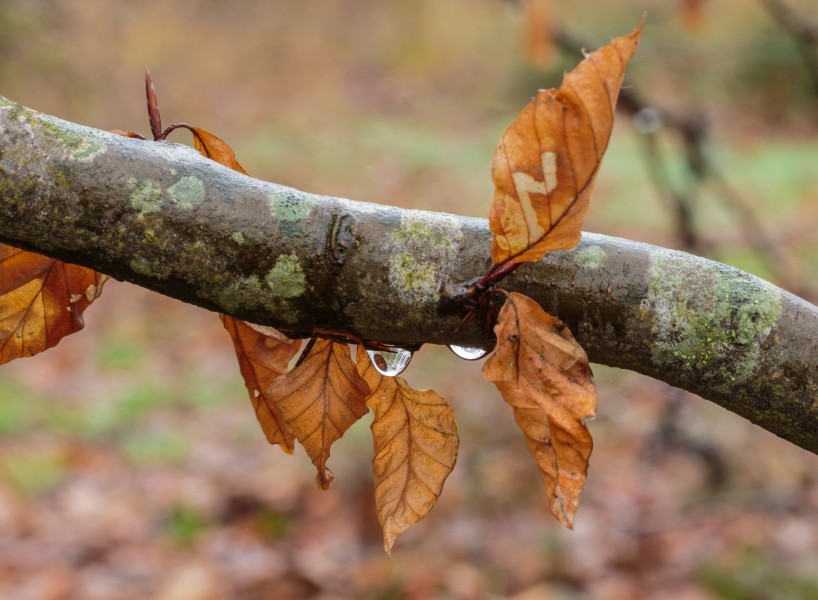 Dor blad van beuk (Fagus sylvatica) na langdurige motregen in maart 01