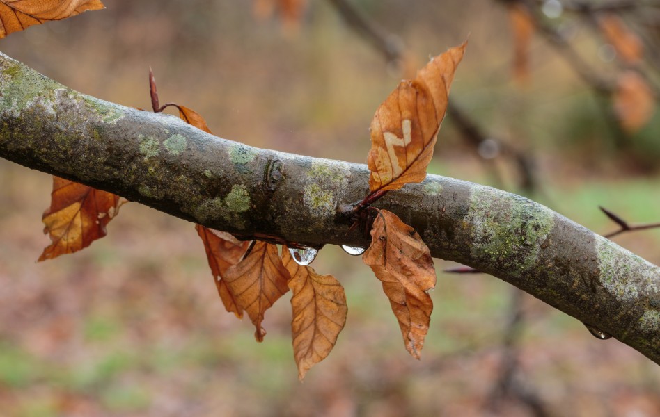 Dor blad van beuk (Fagus sylvatica) na langdurige motregen in maart 02
