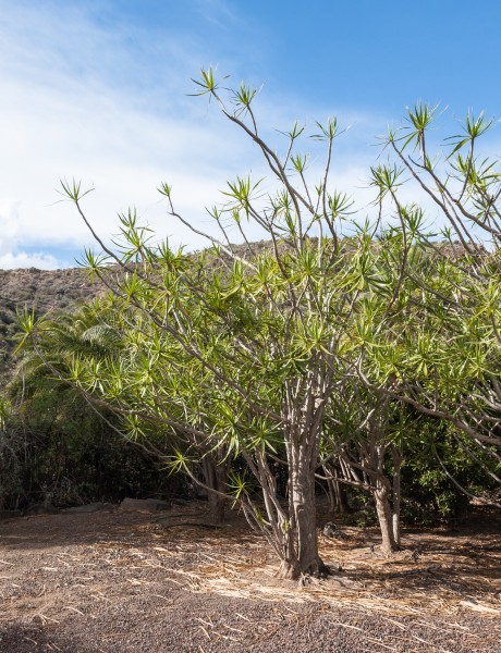 Dracaena reflexa var. angustifolia - Jardín Botánico Canario Viera y Clavijo - Gran Canaria