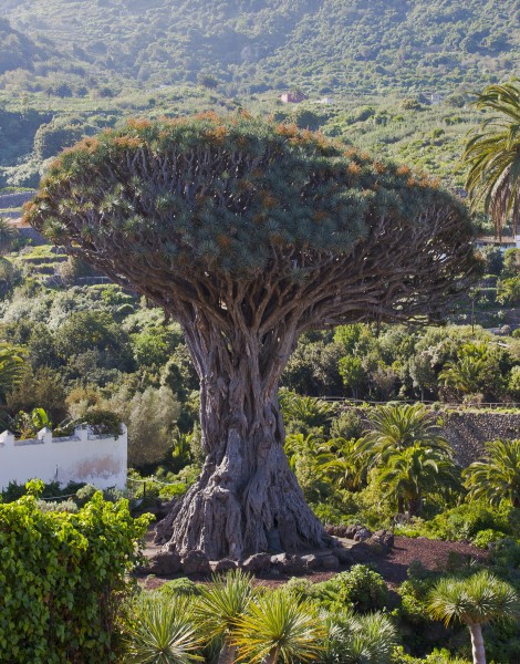 Drago milenario, Icod de los Vinos, Tenerife, España, 2012-12-13, DD 01