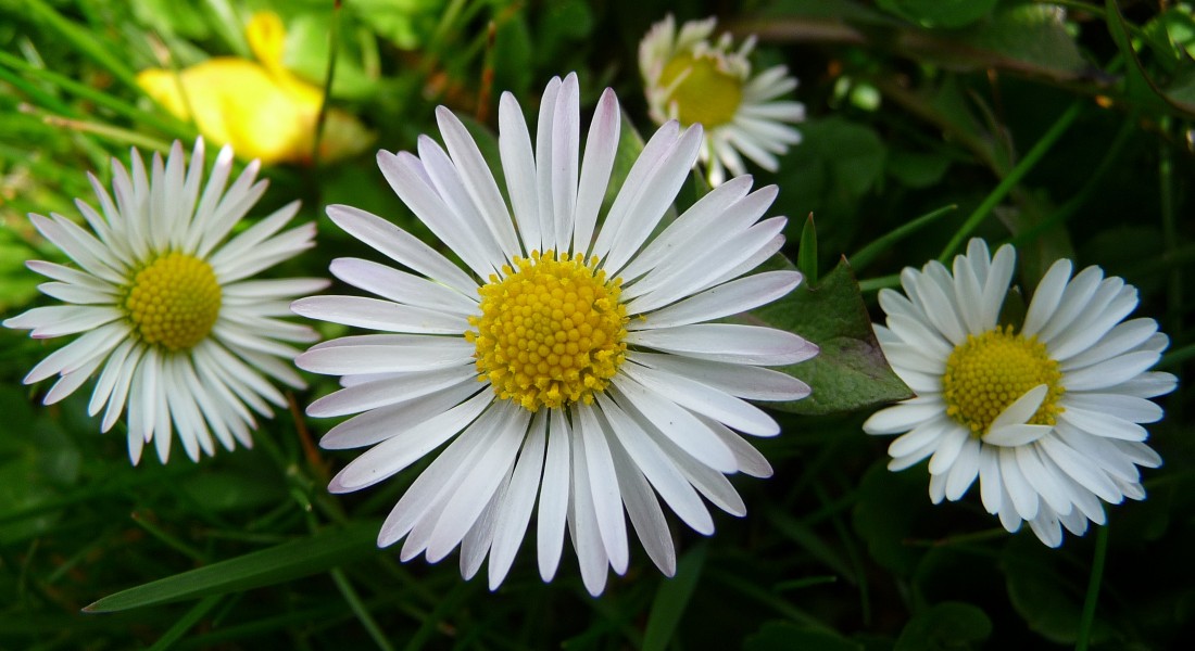 Drei Gänseblümchen