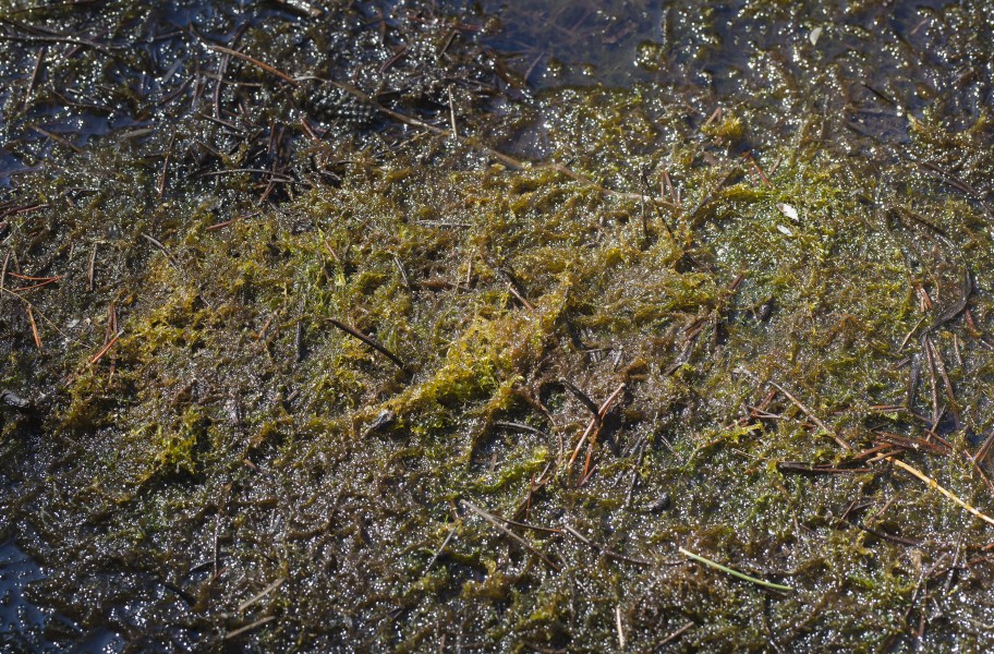 Drepanocladus longifolius (long-leaved hook moss) (7402805862)