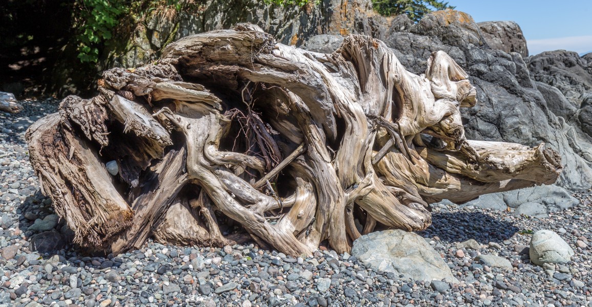 Driftwood at Iron Mine Bay Beach, East Sooke Regional Park, British Columbia, Canada 17