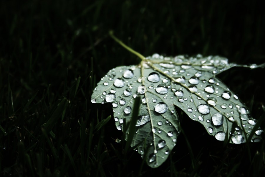 Droplets on a maple leaf (Unsplash)