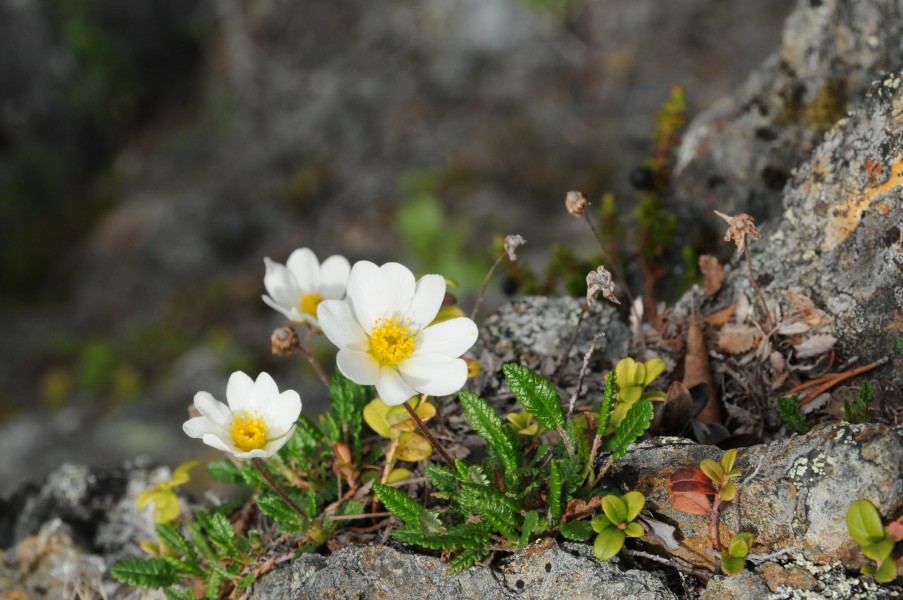 Dryas octopetala at Märkforsen in Laisälven river, Märkberget nature reserve