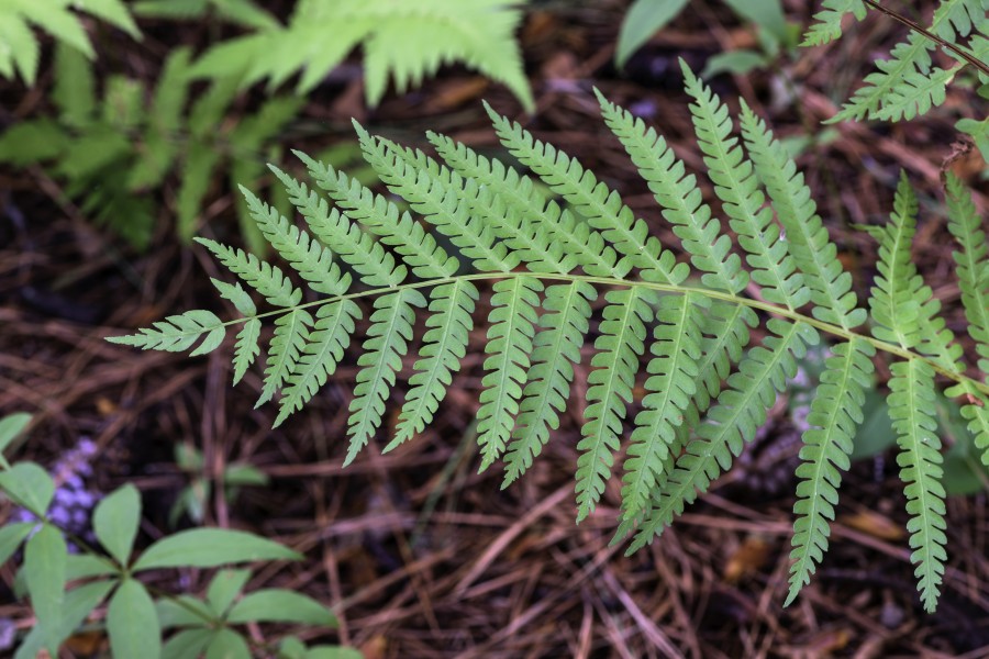 Dryopteris celsa NBG LR