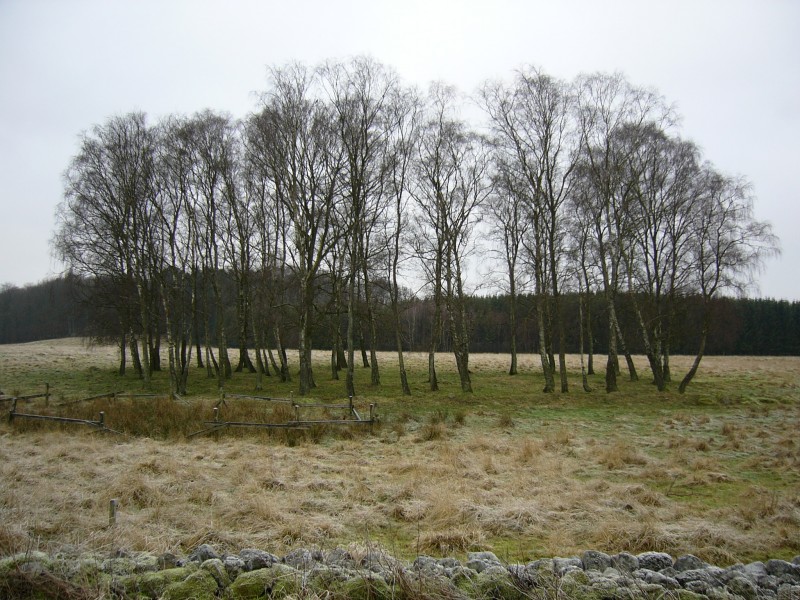 Dunge i Skåne