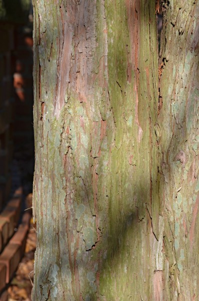 Dwarf Hinoki Falsecypress Chamaecyparis obtusa 'Nana' (41-192-A) Trunk Bark
