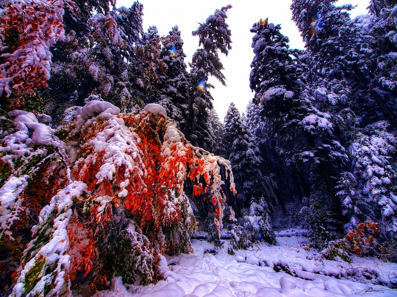 Early winter (8810235201)